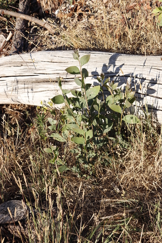 Image of Acacia falciformis by (c) Tony Rebelo, some rights reserved (CC BY-SA)