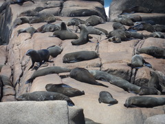 Arctocephalus australis