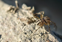 Scytodes velutina