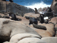 Arctocephalus australis