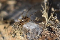 Scytodes velutina