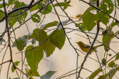 Vireo hypochryseus