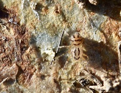 Scytodes velutina