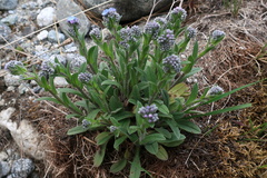 Myosotis alpestris