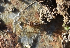 Scytodes velutina