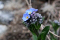 Myosotis alpestris