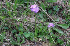 Primula algida