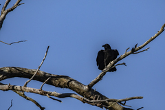 Corvus mellori