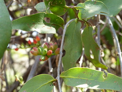Dendrophthoe falcata