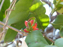 Dendrophthoe falcata