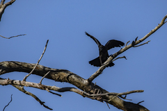 Corvus mellori