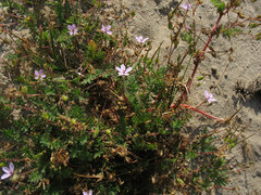 Erodium cicutarium