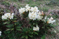 Rhododendron caucasicum