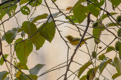 Vireo hypochryseus