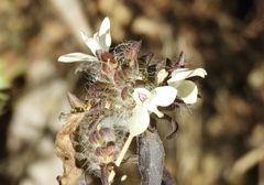 Tetrameriinae