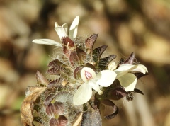 Tetrameriinae