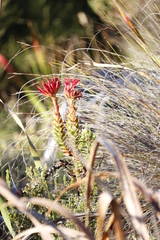 Crassula coccinea
