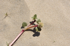 Blutaparon portulacoides