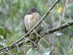 Accipiter tachiro