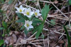Anemonastrum fasciculatum