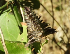 Tetrameriinae