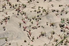 Blutaparon portulacoides