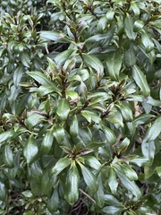 Myoporum laetum