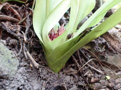 Colchicum burkei