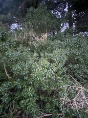 Myoporum laetum