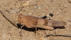 Oedipoda coerulea