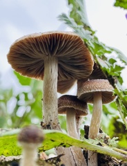 Psathyrella bipellis