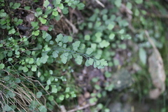 Asplenium hookerianum