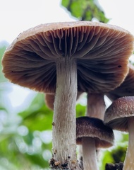 Psathyrella bipellis