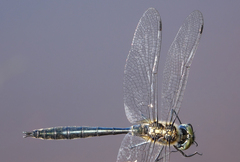 Somatochlora graeseri