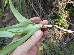 Colchicum burkei