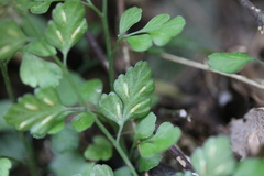 Asplenium hookerianum