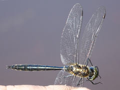 Somatochlora graeseri