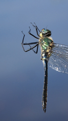 Somatochlora graeseri