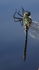 Somatochlora graeseri