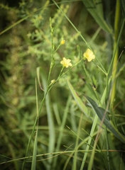 Linum sulcatum
