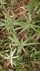 Cyperus albostriatus
