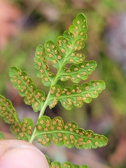 Woodsia obtusa