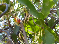 Dendrophthoe falcata