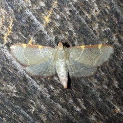Hypsopygia binodulalis