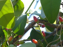 Dendrophthoe falcata