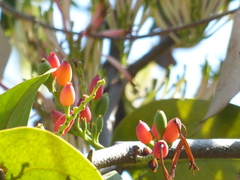 Dendrophthoe falcata