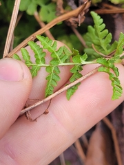 Woodsia obtusa