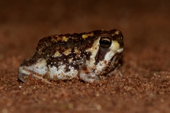 Breviceps adspersus