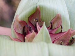 Colchicum burkei