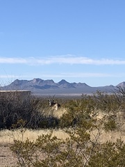 Oryx gazella